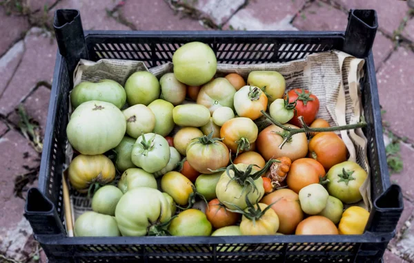 Unripe tomatoes in box — Stock Photo, Image