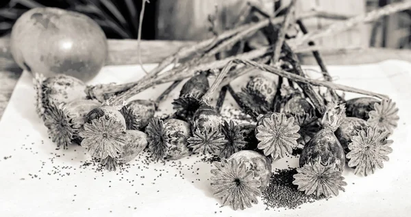 Семена Мака Коробки Черно Белого Цвета — стоковое фото