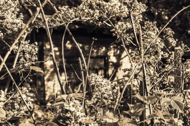 Terk edilmiş evde ve sepya dallarında