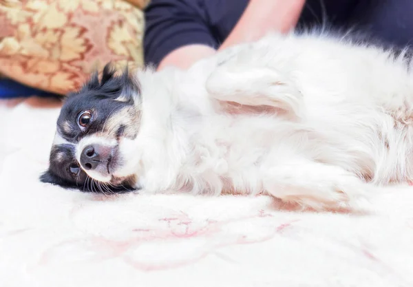 Ptretty Chien Noir Blanc Trouve Dans Relaxation — Photo