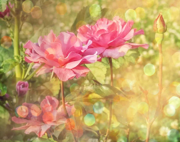 Rosa rosor i ljusa bokeh — Stockfoto