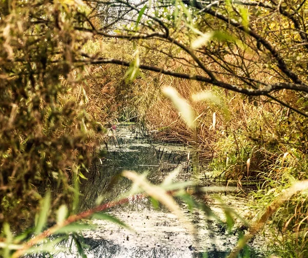 秋天水附近的灌丛 — 图库照片