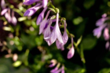 Narin çiçek ana bilgisayar