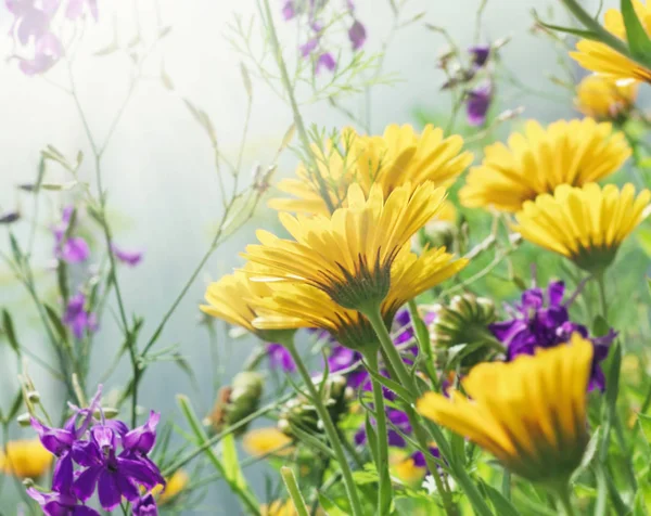 Sárga virágok napos sugarak — Stock Fotó