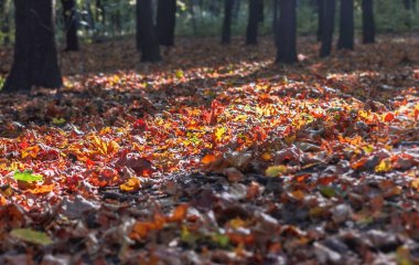 Sonbahar yaprakları üzerinde güneş ışığı 
