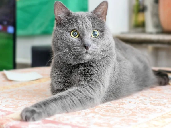 Překvapený šedá kočka — Stock fotografie