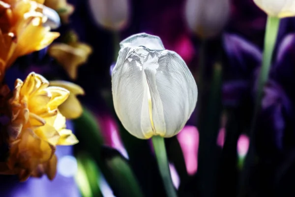 Tulipán blanco sobre fondo oscuro —  Fotos de Stock