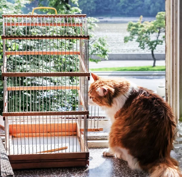 Kırmızı kedi ve kuş kafesi — Stok fotoğraf