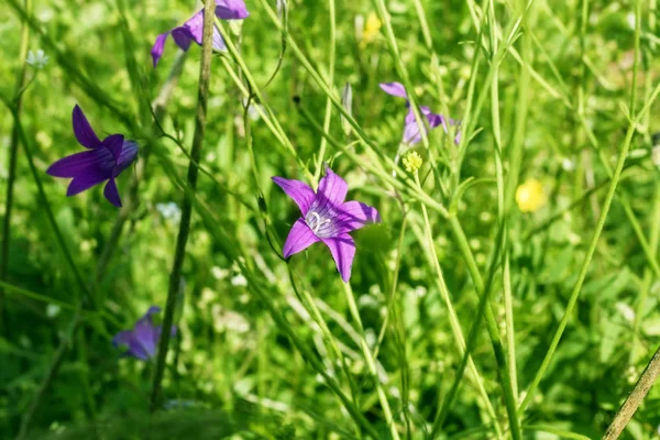 Campana estiva di fiori di campo — Foto Stock