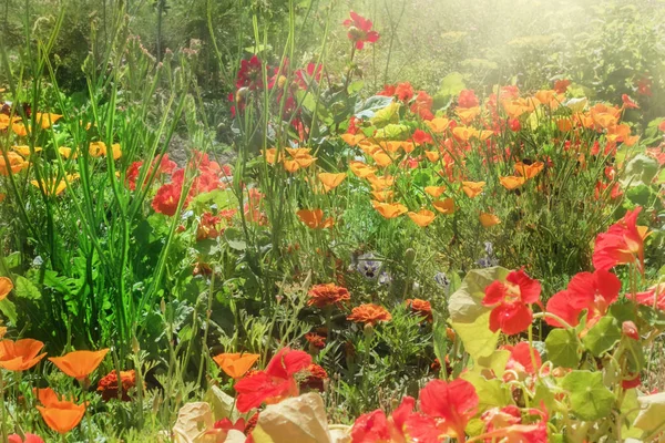 Eschlolzia und Kapuzinerkresse im Garten — Stockfoto