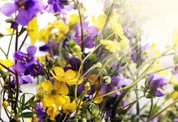 黄色和紫色的花朵 — 图库照片