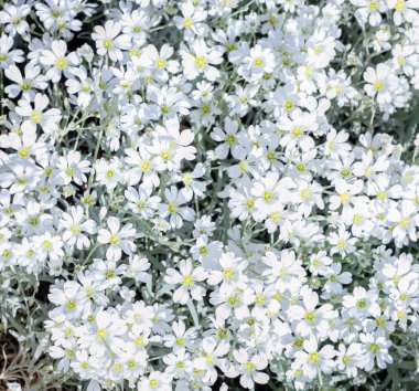 küçük beyaz çiçekler