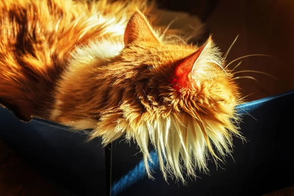 Gato en caja rechazado — Foto de Stock