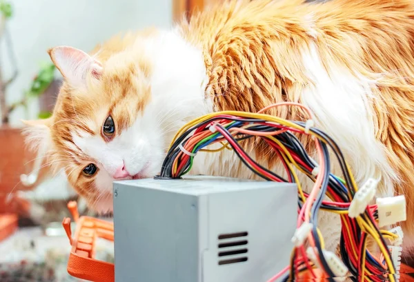 Red cat and computer wires — Stock Photo, Image
