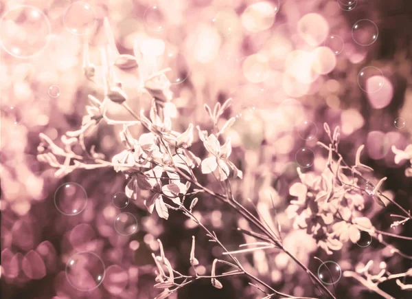 Çiçekler güneş tarafından aydınlatılmış — Stok fotoğraf