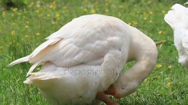 Beyaz kaz temiz tüyler çimen