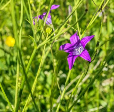 Kır çiçeği çan güneşli gün