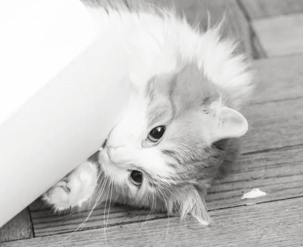 Cat biting roll of drawing paper — Stock Photo, Image