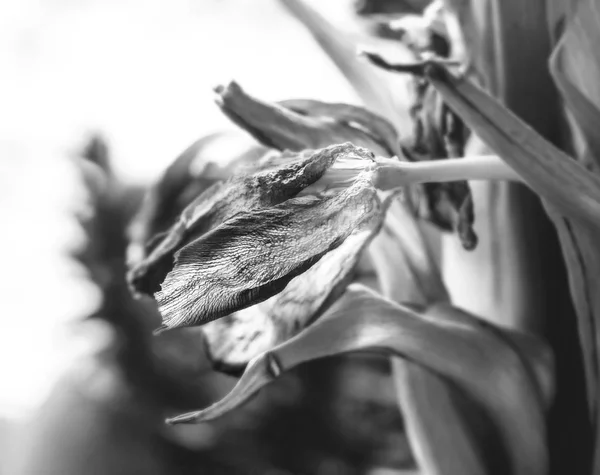 Красота сухой тюльпан исчезает как символ времени — стоковое фото
