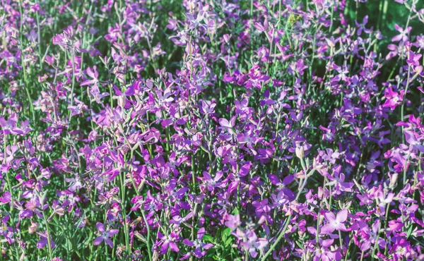 Mattiola zarte Blüten — Stockfoto