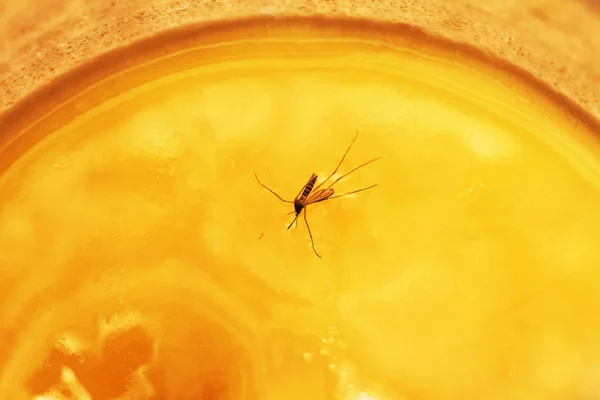 Zanzara Bloccata Nel Miele Come Simbolo Insidia — Foto Stock