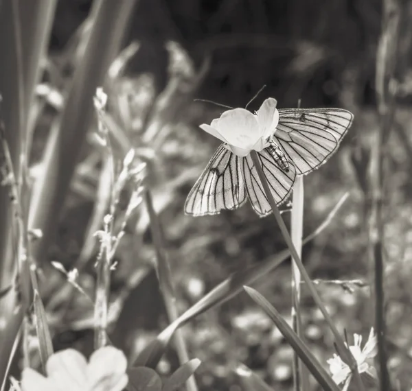 Papillon sur fleur en sépia — Photo