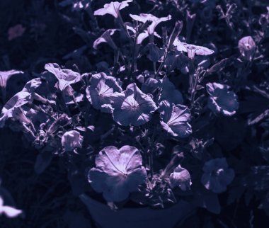 Petunyaların ay ışığında