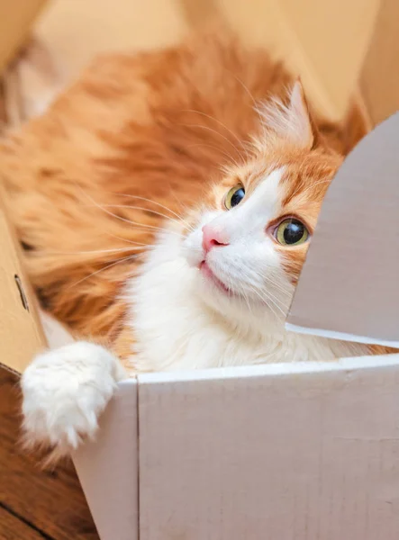 Adorable jengibre gato en caja — Foto de Stock