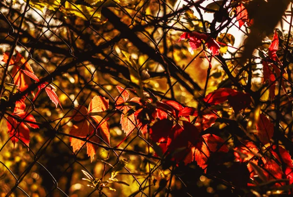 Folhas de outono de uvas silvestres ao sol — Fotografia de Stock