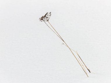 Beyaz kar içinde kuru ot 