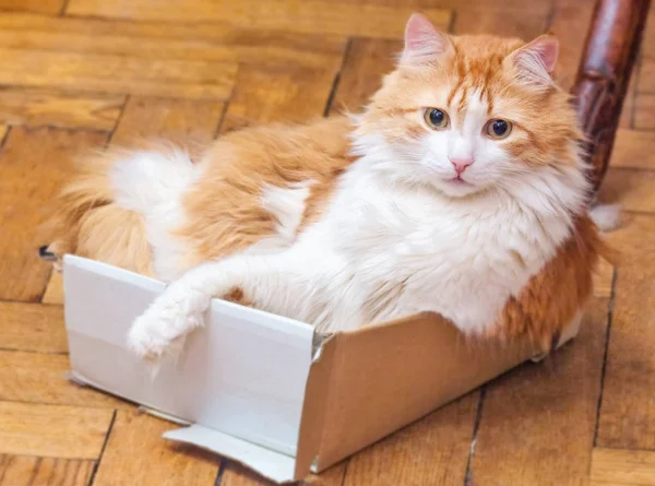Удивлённый красный кот в коробке — стоковое фото