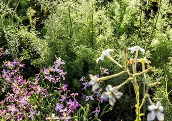 Dill und Blumen im Garten — Stockfoto