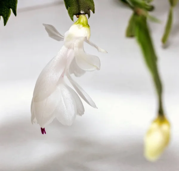 White flower of decembrist — Stock Photo, Image