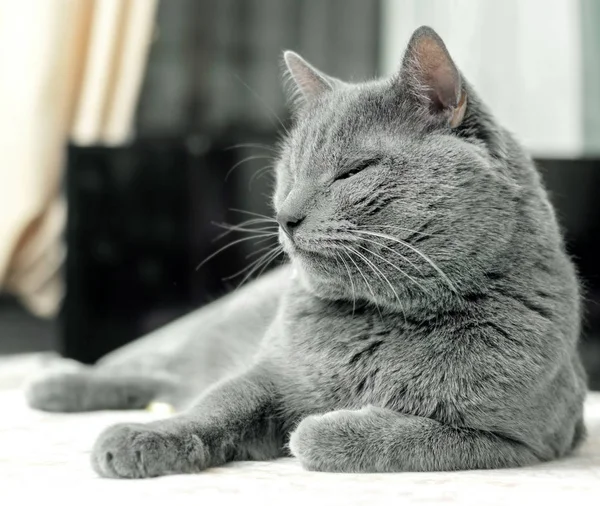 Gato gris en relajarse —  Fotos de Stock