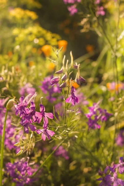 Летние сиреневые цветы на солнце — стоковое фото
