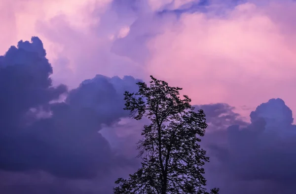 Tree on background of purple storm sky — Stock Photo, Image