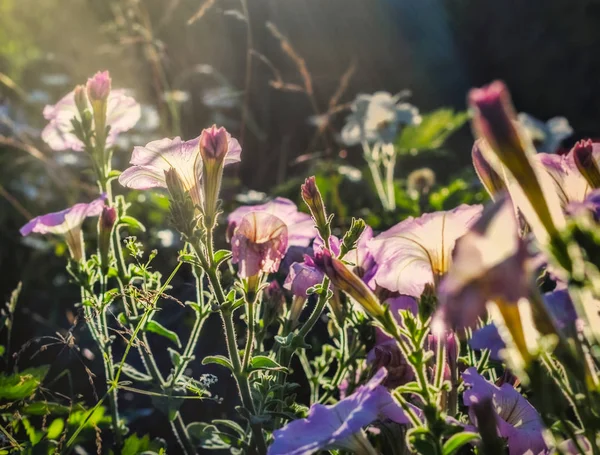 Чудесные Нежные Розовые Петунии Солнечное Утро — стоковое фото