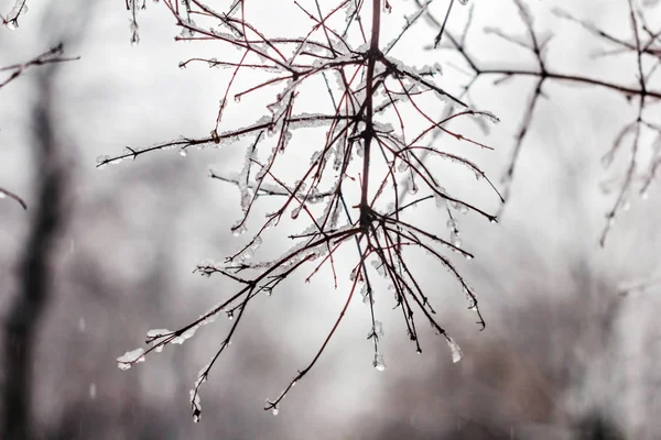 Zarte Klare Tropfen Auf Schnee Schönheit Äste — Stockfoto