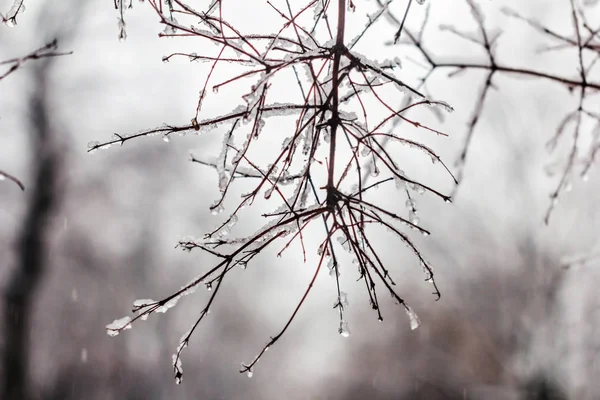 Tendre Gouttes Claires Sur Les Branches Beauté Neige — Photo