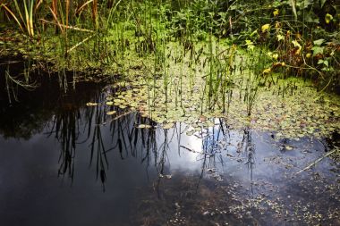 Bataklık fırtına öncesi su seviyesi