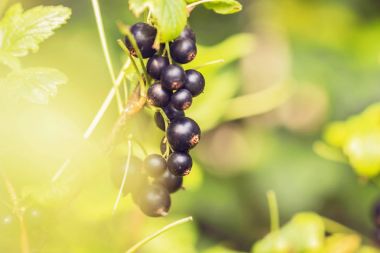 dal üzerinde Siyah frenk üzümü