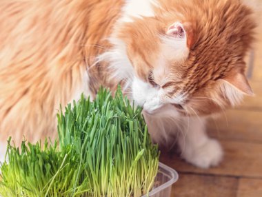 Kırmızı kedi filizlenmiş ot yiyor 