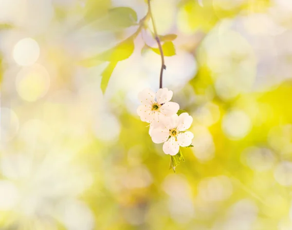 Körsbärsblommor twig — Stockfoto