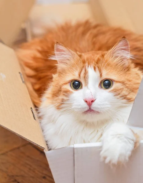 Cat with scratch on nose in box — Stock Photo, Image