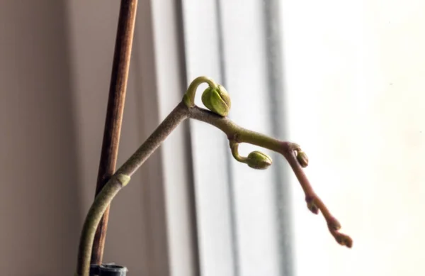 蘭の小さな芽 — ストック写真