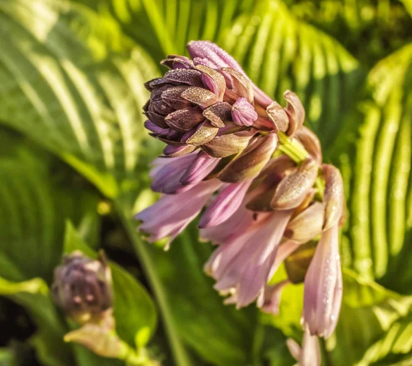 Flower of plant host — Stock Photo, Image