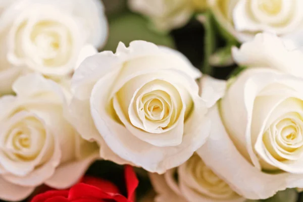 Schoonheid witte rozen — Stockfoto