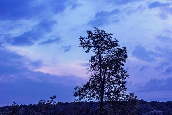 Árvore no fundo do pôr do sol azul — Fotografia de Stock