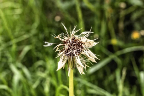 Pissenlit humide après la pluie — Photo