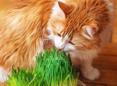 Yetişkin kırmızı kedi filizlenmiş ot yiyor